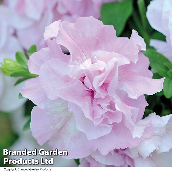 Petunia 'Cascade Orchid Mist'