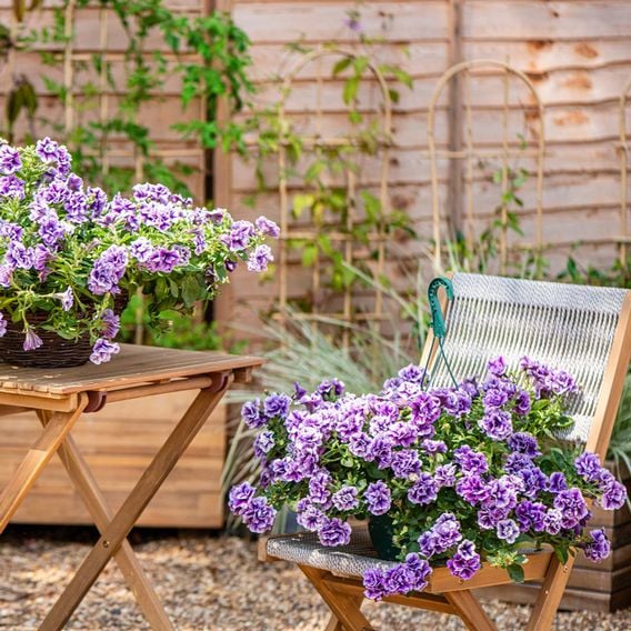 Petunia 'Supertunia® Priscilla®'