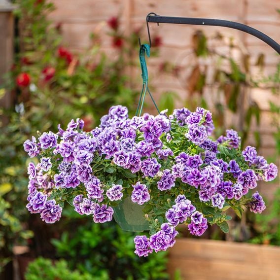 Petunia 'Supertunia® Priscilla®'