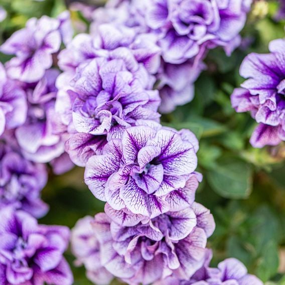 Petunia 'Supertunia® Priscilla®'