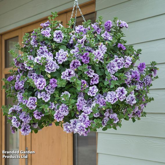 Petunia 'Priscilla'