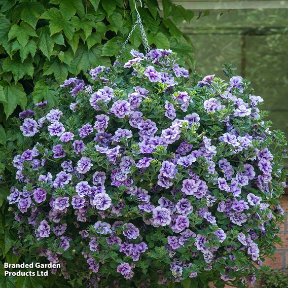 Petunia 'Priscilla'