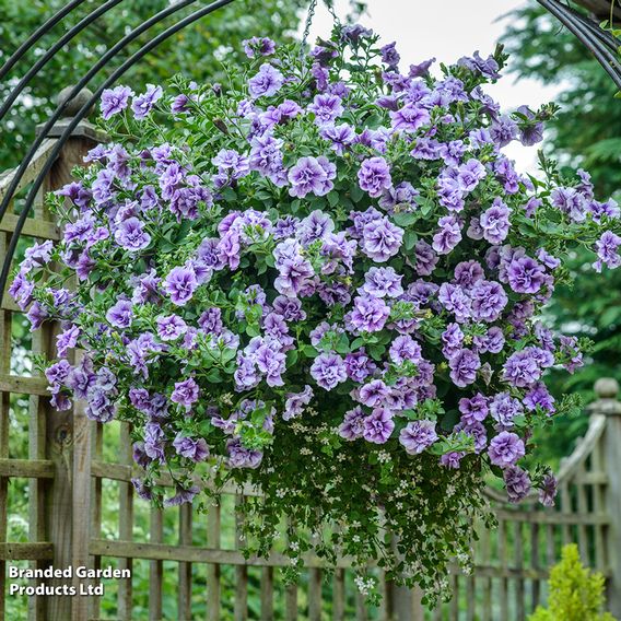 Petunia 'Priscilla'