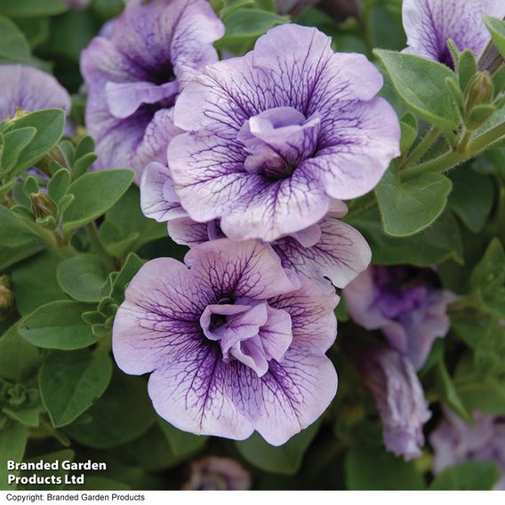 Petunia 'Priscilla'