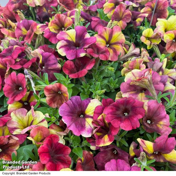Petunia 'Raspberry Shake'