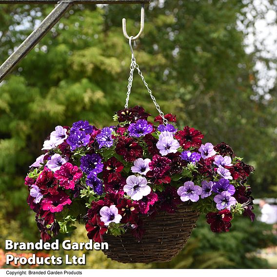 Petunia 'Sky Mix'