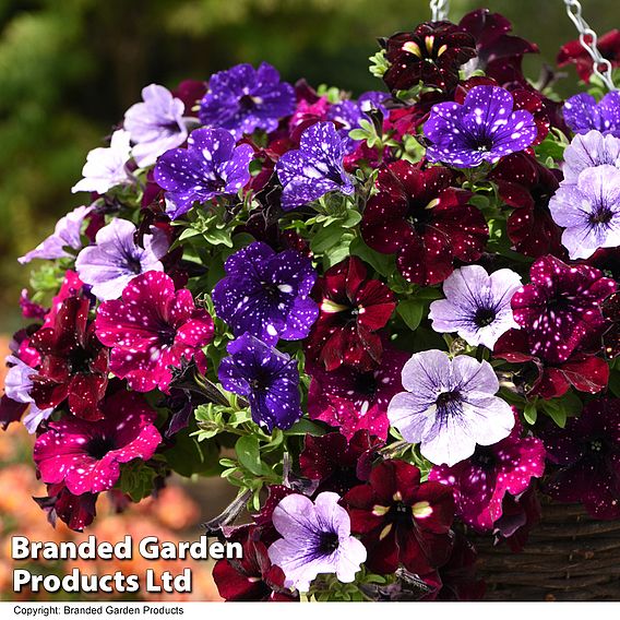 Petunia 'Sky Mix'