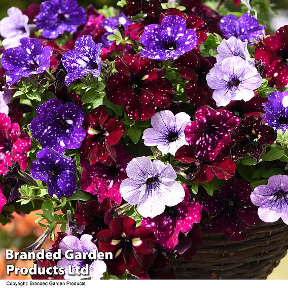 Petunia 'Sky Mix'