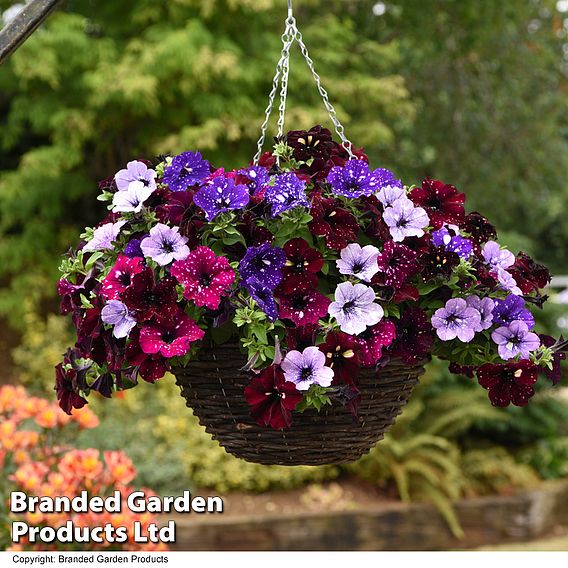 Petunia 'Sky Mix'
