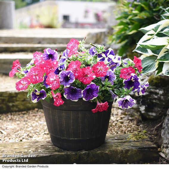 Petunia Sky Duo