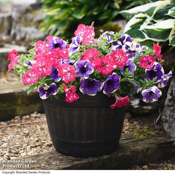 Petunia Sky Duo
