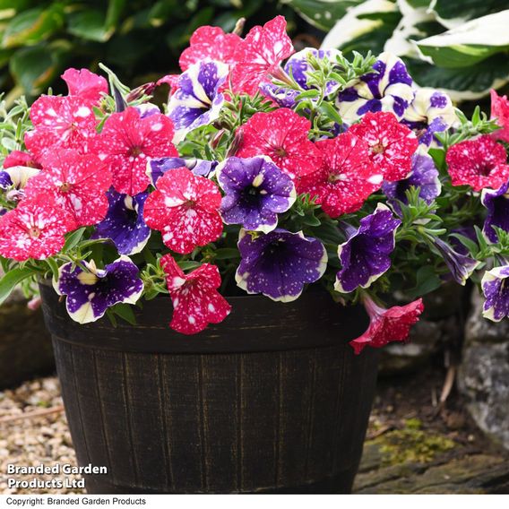 Petunia Sky Duo