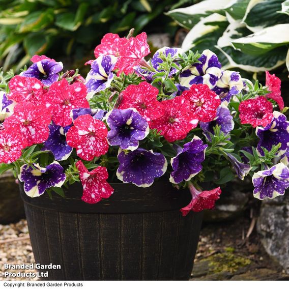 Petunia Sky Duo