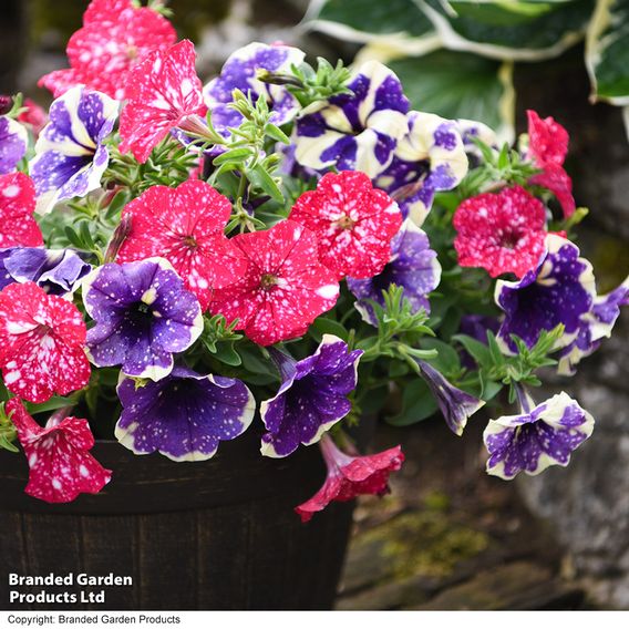 Petunia Sky Duo