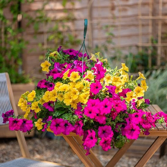 Petunia 'Summer Nights'