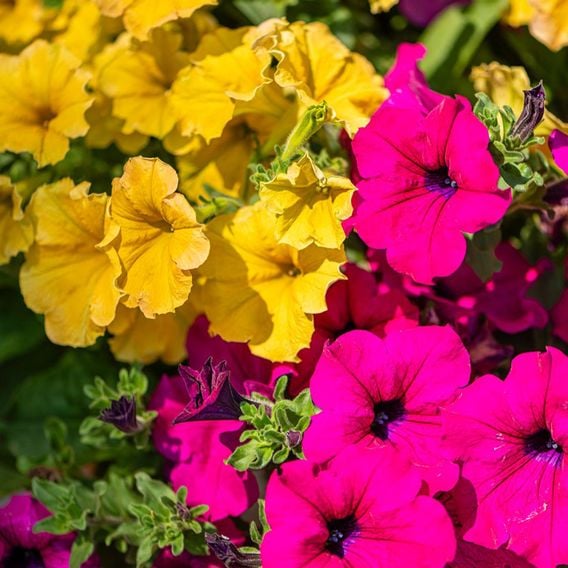 Petunia 'Summer Nights'