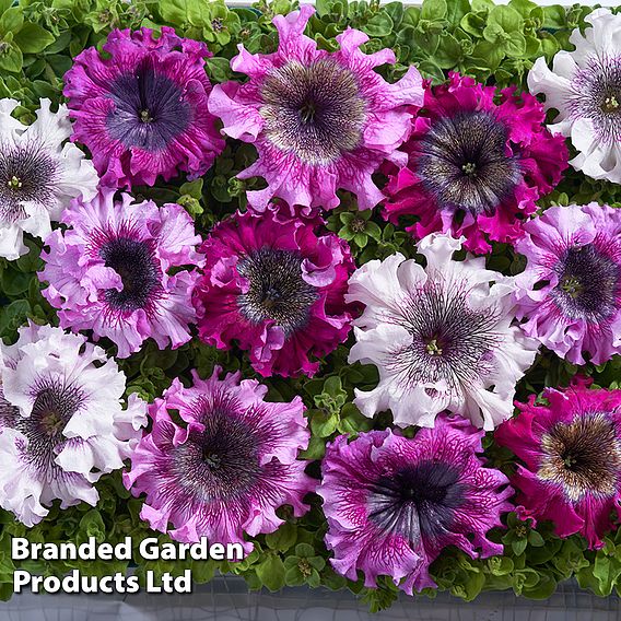 Petunia Superbissima Triumph Mix - Seeds