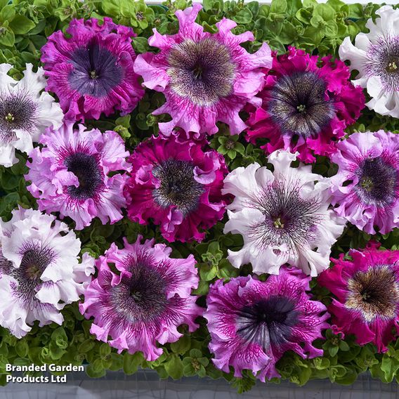Petunia Superbissima Triumph Mix - Seeds