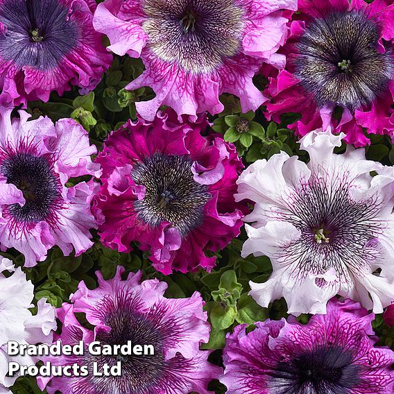 Petunia Superbissima Triumph Mix Seeds