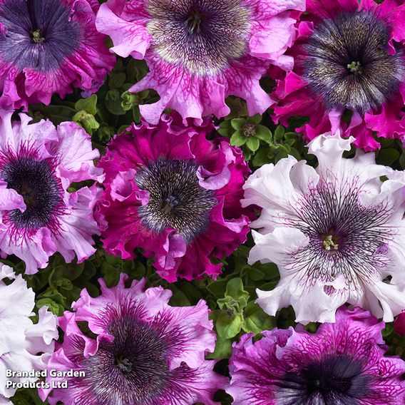 Petunia Superbissima Triumph Mix - Seeds
