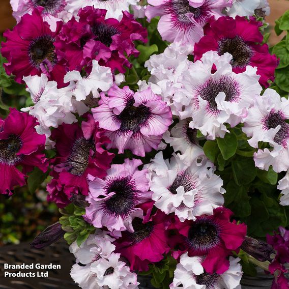 Petunia Superbissima Triumph Mix - Seeds