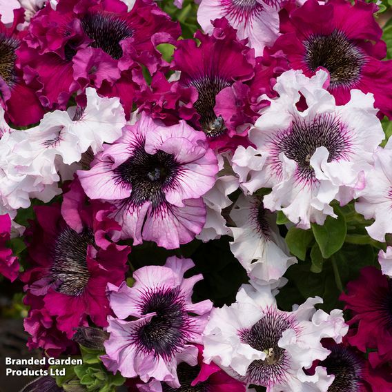 Petunia Superbissima Triumph Mix - Seeds
