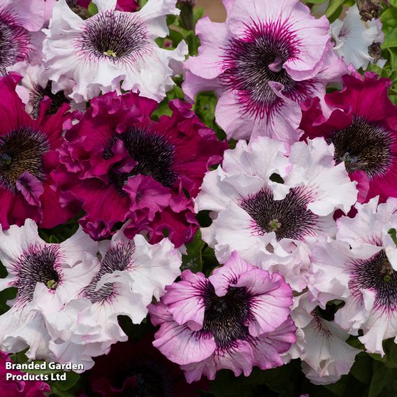 Petunia Superbissima Triumph Mix - Seeds