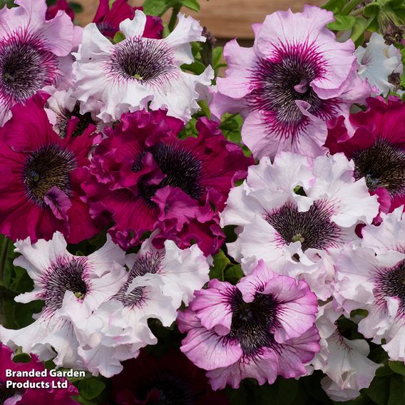 Petunia Superbissima Triumph Mix - Seeds
