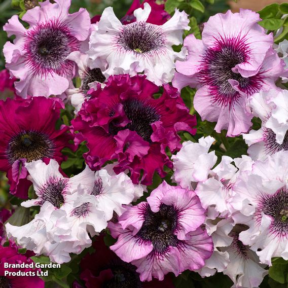 Petunia Superbissima Triumph Mix - Seeds