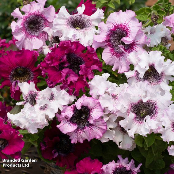 Petunia Superbissima Triumph Mix - Seeds