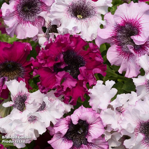Petunia Superbissima Triumph Mix - Seeds