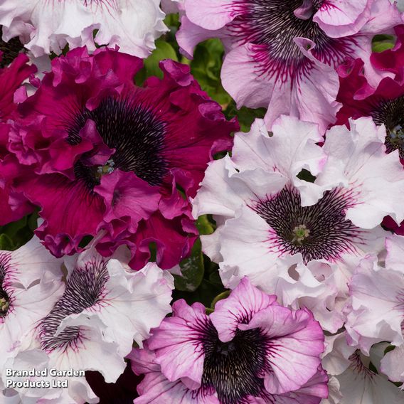 Petunia Superbissima Triumph Mix - Seeds