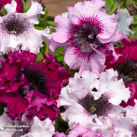 Petunia Superbissima Triumph Mix - Seeds