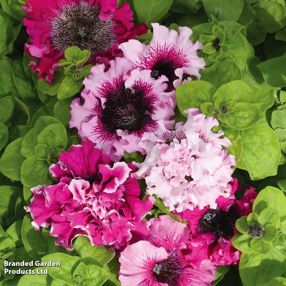 Petunia 'Superbissima Triumph Mix'