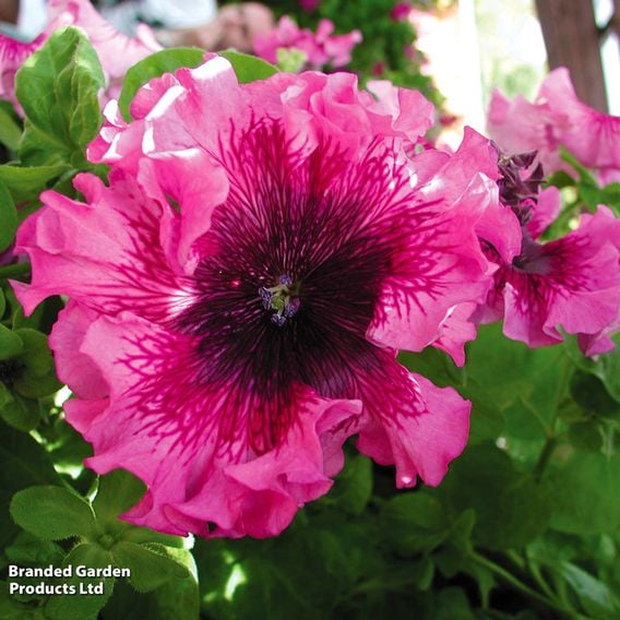 Petunia 'Superbissima Triumph Mix'