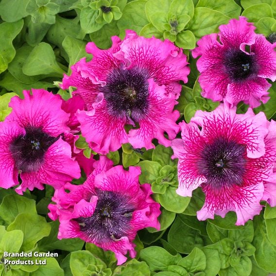 Petunia 'Superbissima Triumph Mix'