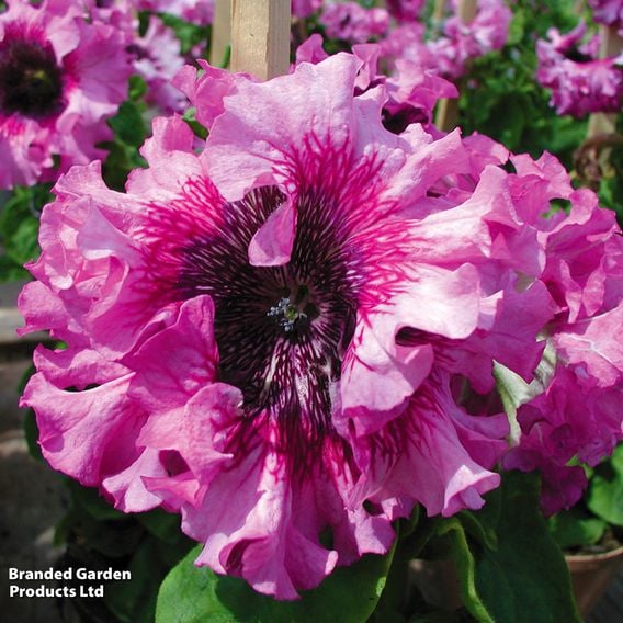 Petunia 'Superbissima Triumph Mix'