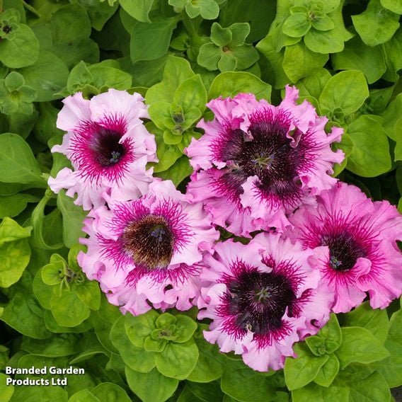 Petunia 'Superbissima Triumph Mix'