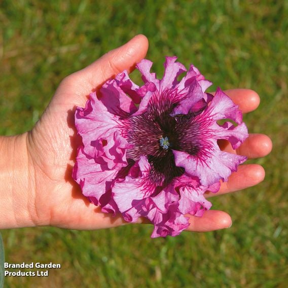 Petunia 'Superbissima Triumph Mix'