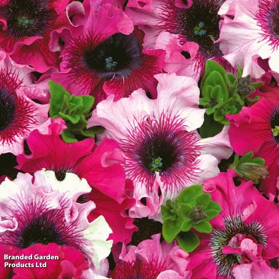 Petunia 'Superbissima Triumph Mix'