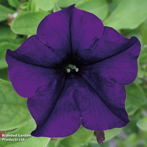 Petunia 'Trailing Surfinia Blue'
