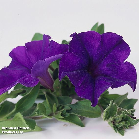 Petunia 'Trailing Surfinia Blue'