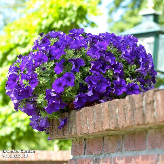 Petunia 'Trailing Surfinia Blue'