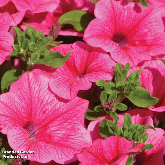 Petunia 'Trailing Surfinia Hot Pink'