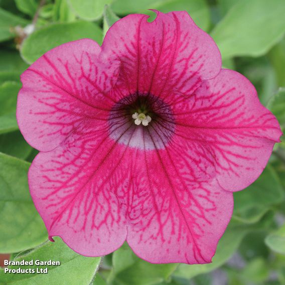 Petunia 'Trailing Surfinia Hot Pink'