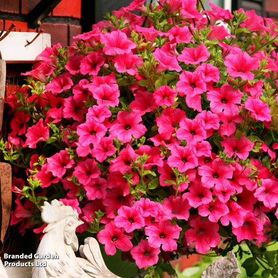 Petunia 'Trailing Surfinia Hot Pink'