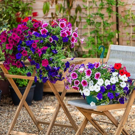 Petunia 'Surfinia' Collection