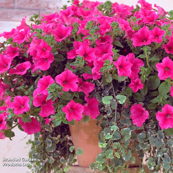 Petunia 'Trailing Surfinia Hot Pink'