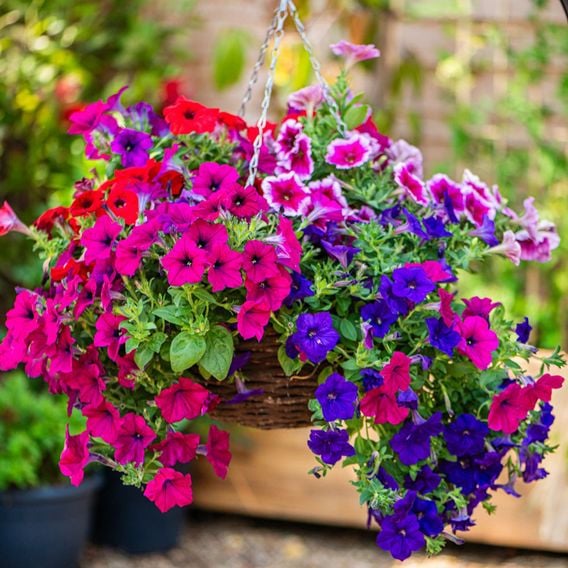 Petunia 'Surfinia' Collection