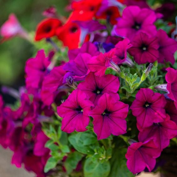 Petunia 'Surfinia' Collection